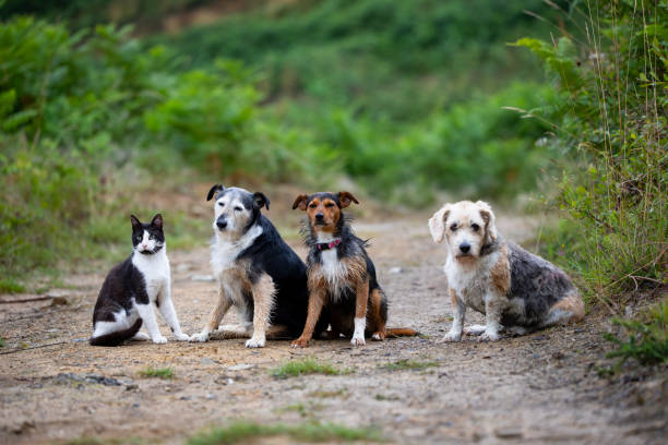 three dogs and a cat sitting on a forest path with greenery in the background. two-coloured cat and puppy, beagle and senior mouser. family.