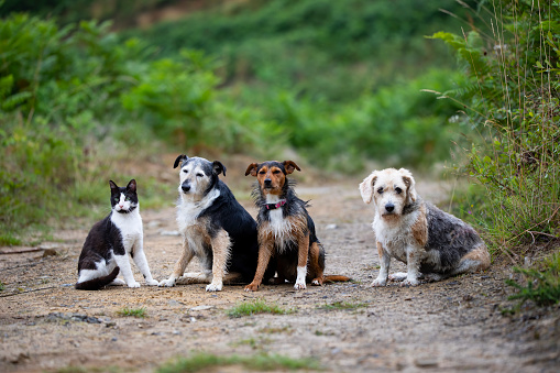 three dogs and a cat sitting on a forest path with greenery in the background. two-coloured cat and puppy, beagle and senior mouser. family. copy space