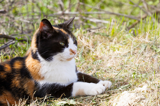 Cat portrait, close-up of a tomcat, young animal, meadow blurred in the background