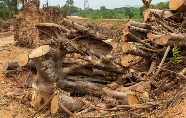 istock Dig  a tree  root  Fallen tree, a torn tree with roots from under the ground lies on the ground. 1444426659