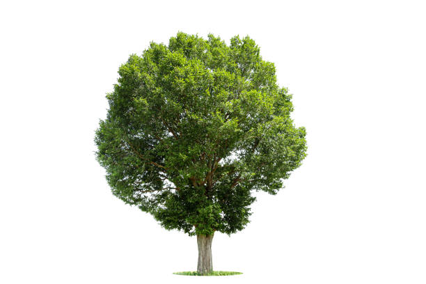 istock isolated tree on white background isolated tropical tree used for advertising and architecture design 1444428828