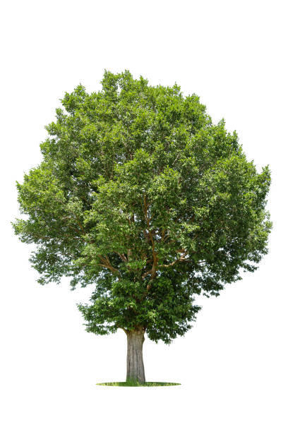 istock Isolated green tree on white background, Trees isolated on white background, tropical trees isolated used for design, advertising and architecture. 1444428870