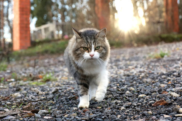 istock White brown cat walking on a street in sunlight 1444428963