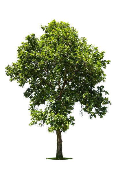 istock Tree isolated on white background high resolution for graphic decoration, suitable for both web and print media 1444428994