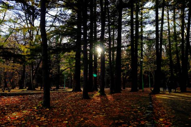 istock Sunset in the Autumn Park Background. 1444429070