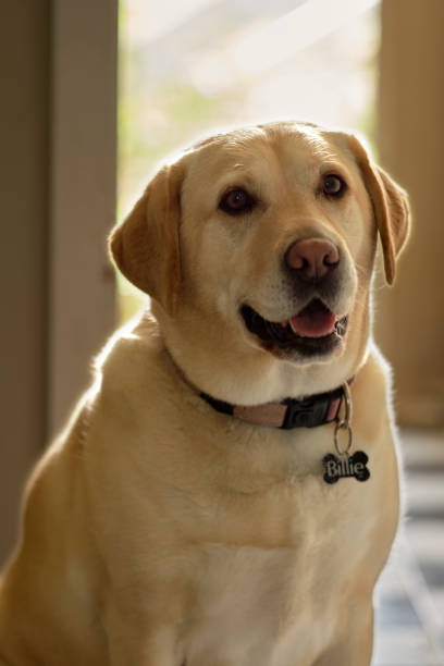 istock A happy Labrador Retriever with strong back lighting 1444429326