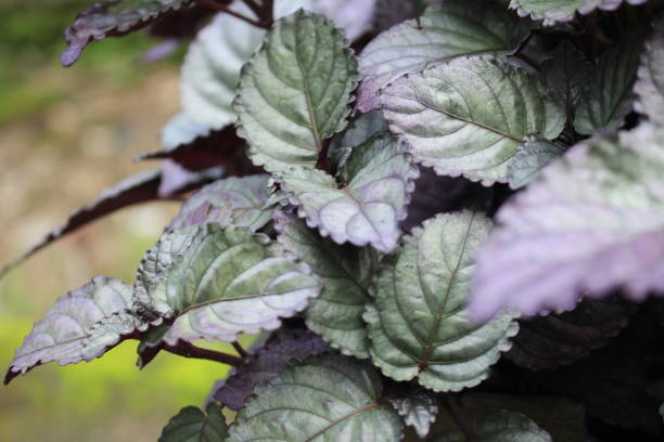 istock Beautiful Strobilanthes Leaves and Plants 1444430401