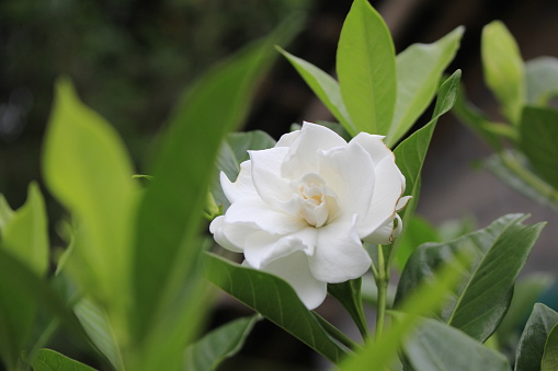 Gardenia Flowers is an annual shrub from the Kopia tribe or Rubiaceae. The flowers are white and very fragrant.