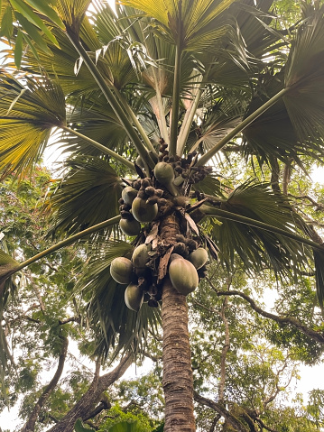 Cocos de Mer, It's a palm endemic to the islands of Praslin and Curieuse in the Seychelles.