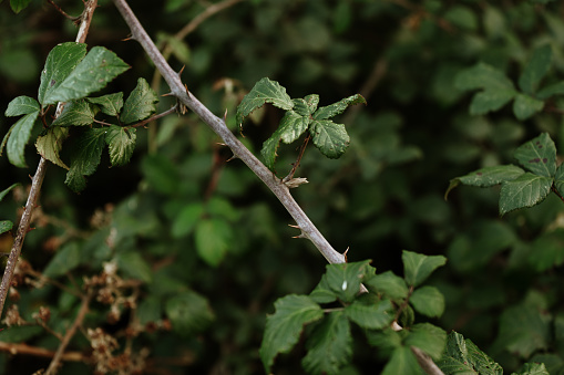 Close-up of a bramble with thorns