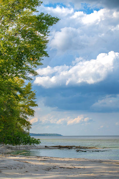 istock sandy beach with trees and water, coastline 1444432838
