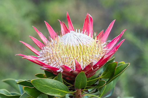 Single King Protea, (Protea cynaroides) in natural sun light illuminating the flower head, against natural blurred background and green leaves. South Africa
