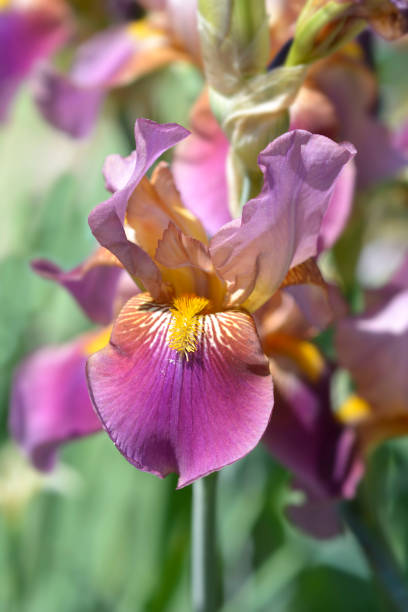 istock Tall bearded iris Depute Nombolt 1444436586