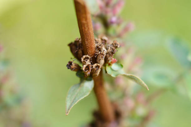 istock Purple loosestrife 1444436712