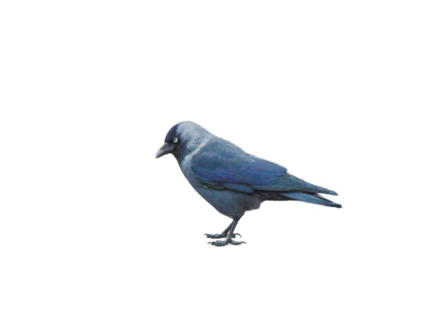 istock Jackdaw bird (Corvus monedula) isolated on white background 1444436972