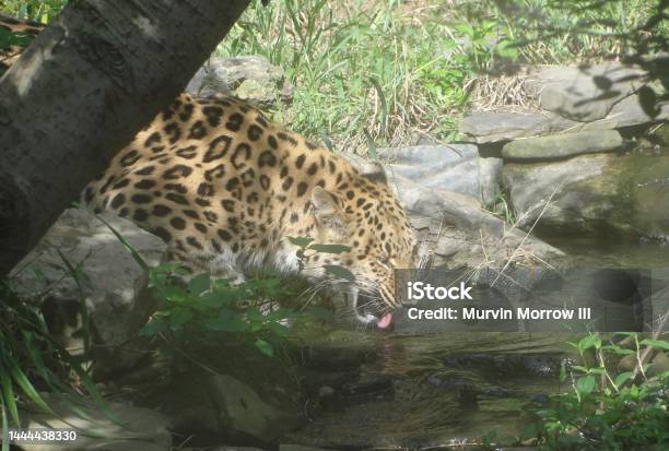 Leopard Drinking Water By The Stream Stock Photo - Download Image Now - Aggression, Amur Leopard, Animal
