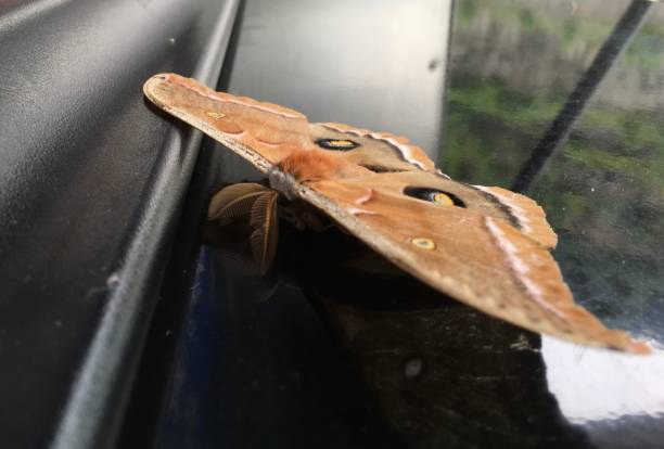 Moth Resting on Window Sill stock photo