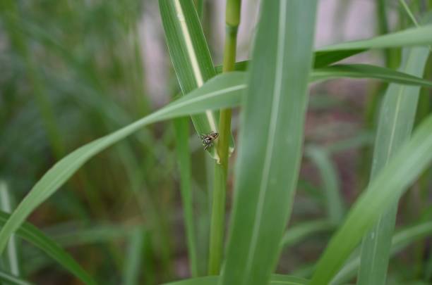 Tiny Spider on Tall Grass stock photo