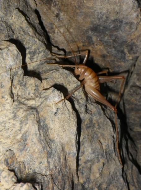 Cave Cricket Crawl stock photo