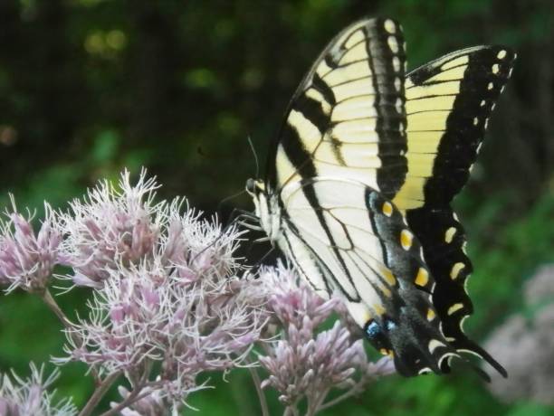 Swallowtail Butterfly Enjoying Nectar stock photo
