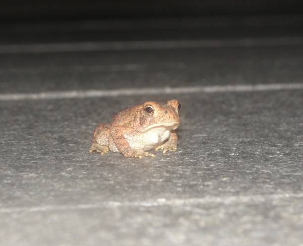 Toad on Sidewalk stock photo