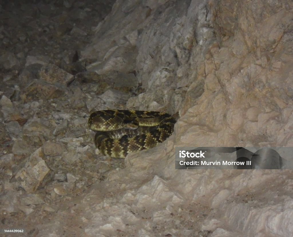 Rattle Snake Poised to Strike Animal Coiled Up in Darkness, Reptile Resting in Abandon Mine, Rattle Snake Poised To Strike, Cave Stock Photo