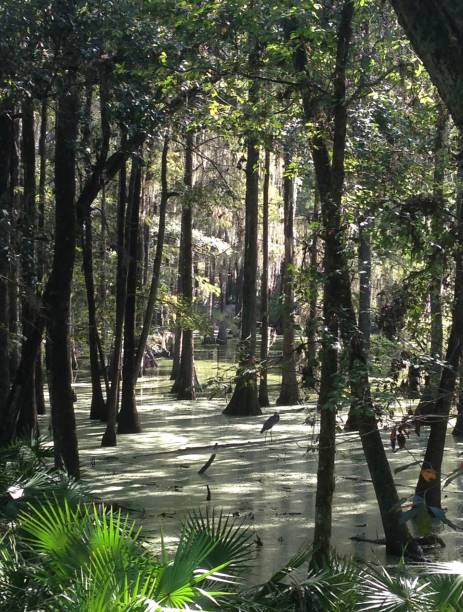 istock Marsh Lands of Florida 1444439197