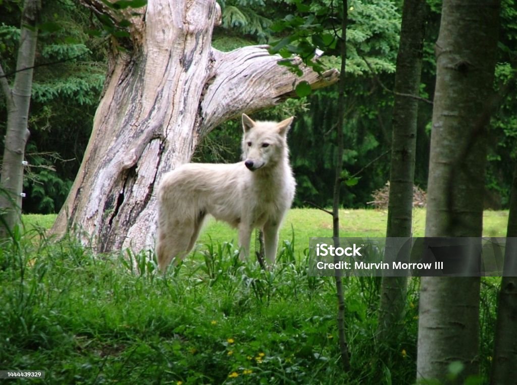 Arctic Wolf Standing In Forest Meadow Animal Standing in Forest Clearing, Arctic Wolf Staring Around, Spring Forest Scenery Alertness Stock Photo