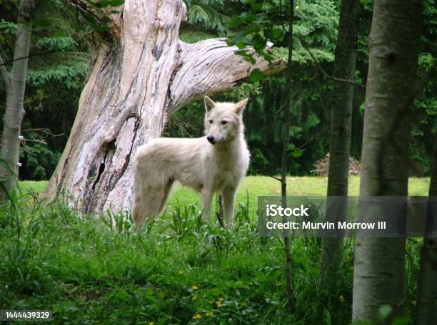 Arctic Wolf Standing In Forest Meadow Stock Photo - Download Image Now - Alertness, Animal, Animal Body Part