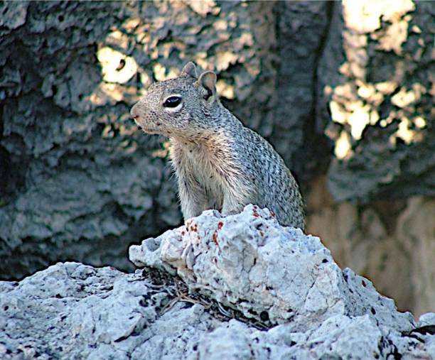 Rock Squirrel Lookout stock photo