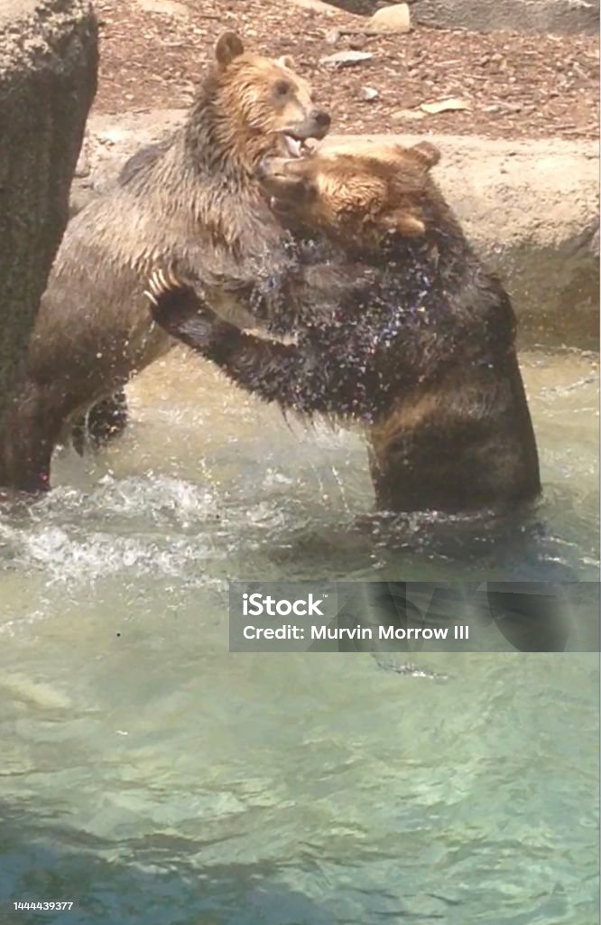 Brother Bears Wrestling in Water Animals Wrestling Around Enclosure, Bears Playfully  Fighting in Water Animal Stock Photo