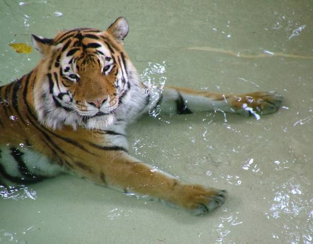 Tiger im Wasser
