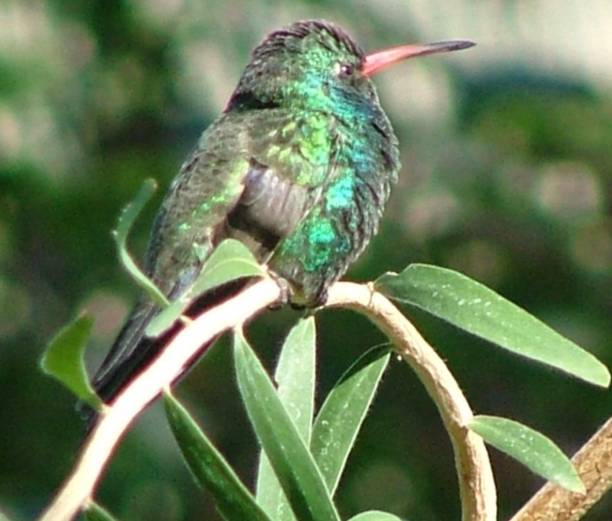 Hummingbird on the Vine stock photo