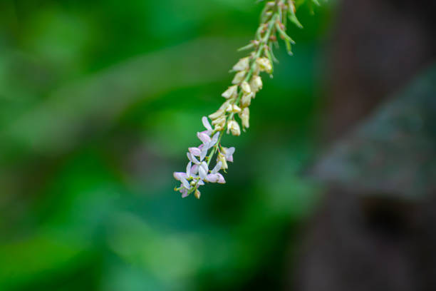 desmodium sessilifolium est une espèce de plante de la famille des fabaceae. il est originaire d’amérique du nord. - spotted natural pattern herb flower photos et images de collection