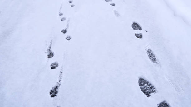 istock Dog and human footprints on a road in the snow. 1444444259