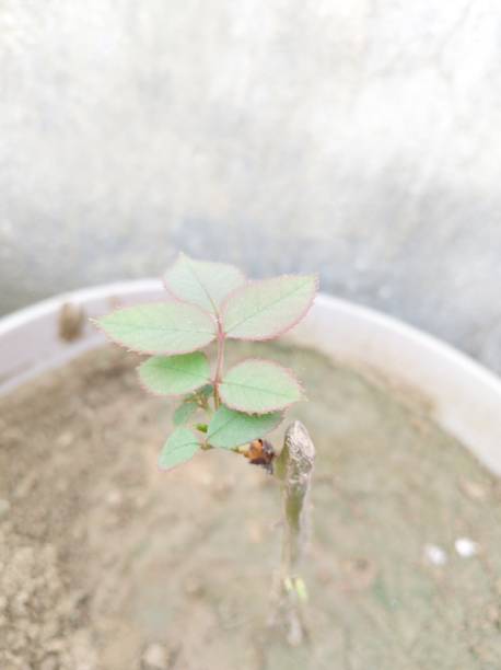 istock New planted rose with first leaves close up 1444444614