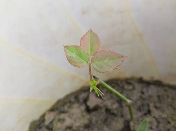 New planted rose with first leaves close up