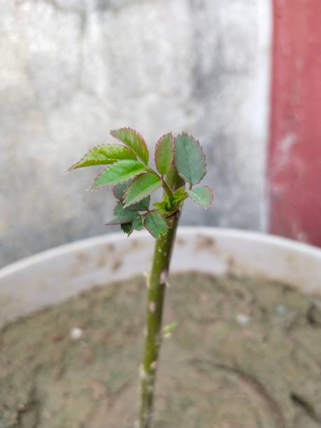 New planted rose with first leaves close up
