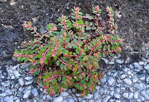 땅에 자라는 엎드린 모래 매트. - euphorbiaceae 뉴스 사진 이미지