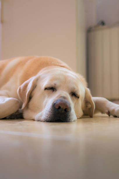 istock Labrador dog lying down sleeping at home 1444446374