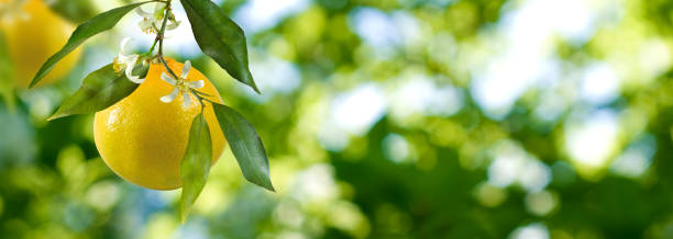 果物と花を持つオレンジの木の枝 - agriculture branch cut flowers citrus fruit ストックフォトと画像