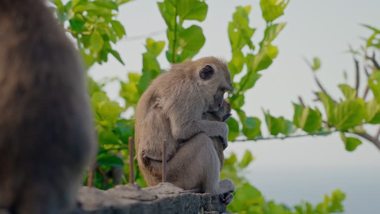 Monkey family relaxing