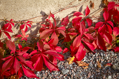 Autumnal garden, autumn leaf color, Virginia creeper