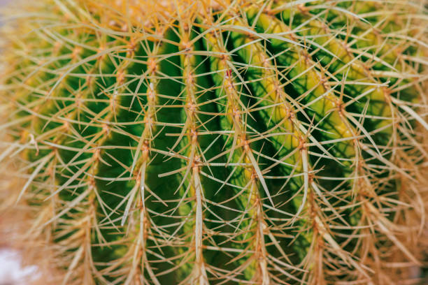 Close-up on round striped green cactus with yellowish spikes growing in all directions