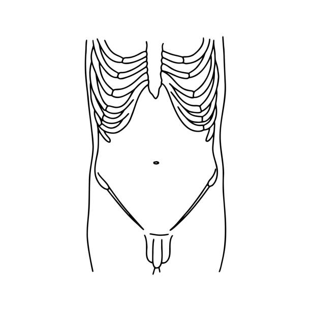 Abs In Human Body 90+ Black Six Pack Abs Drawings Stock Photos, Pictures & Royalty-Free ...