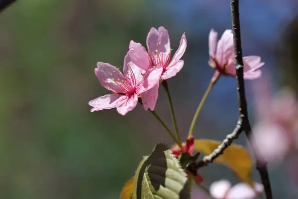 Photo of Sakura Flowers in a Closeup in Helsinki