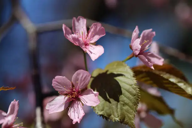 Photo of Sakura Flowers in a Closeup in Helsinki
