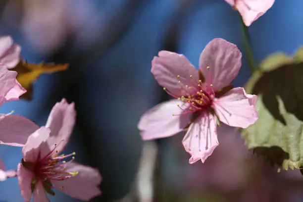 Photo of Sakura Flowers in a Closeup in Helsinki