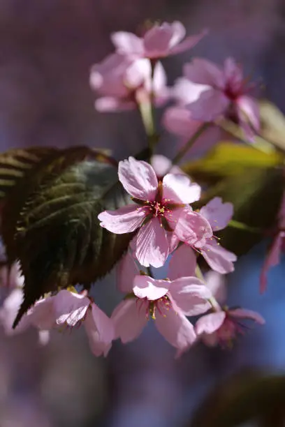 Photo of Sakura Flowers in a Closeup in Helsinki