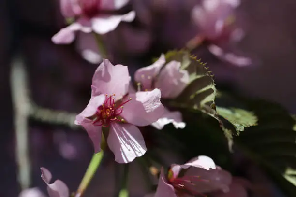 Photo of Sakura Flowers in a Closeup in Helsinki